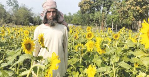 শ্রীমঙ্গলে সূর্যমুখী চাষে লাভের স্বপ্ন দেখছেন চাষীরা