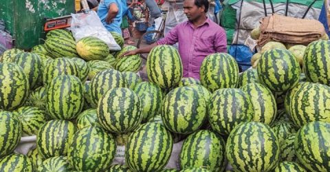 তরমুজের দাম কমে অর্ধেক তবু নেই ক্রেতা