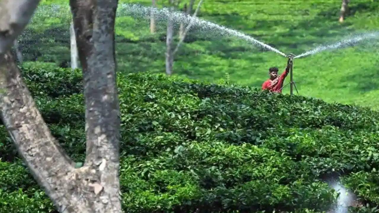 দার্জিলিং চায়ের দাম কেজিতে বেড়েছে ৪ হাজার টাকা