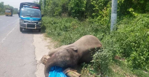 হাতির মরদেহ উদ্ধার