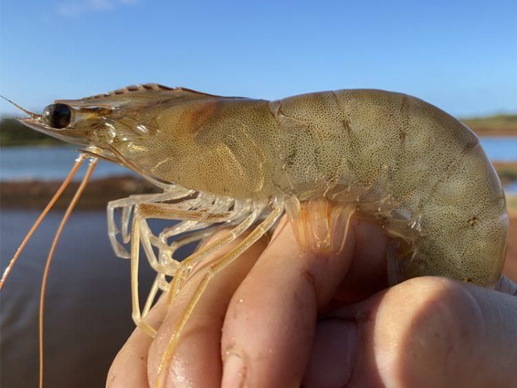 পোনা উৎপাদনেই অনাগ্রহ, রোগমুক্ত চিংড়ি চাষের প্রসার নেই
