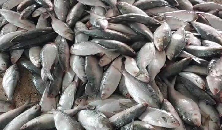 এক টানেই জেলের জালে ১৩০ মন ইলিশ!