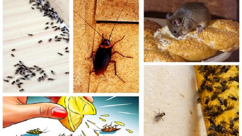 ঘর থেকে পোকামাকড় দূর করার সহজ কিছু উপায়