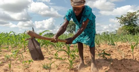 ভয়াবহ খরায় জিম্বাবুয়েতে জাতীয় দুর্যোগ ঘোষণা