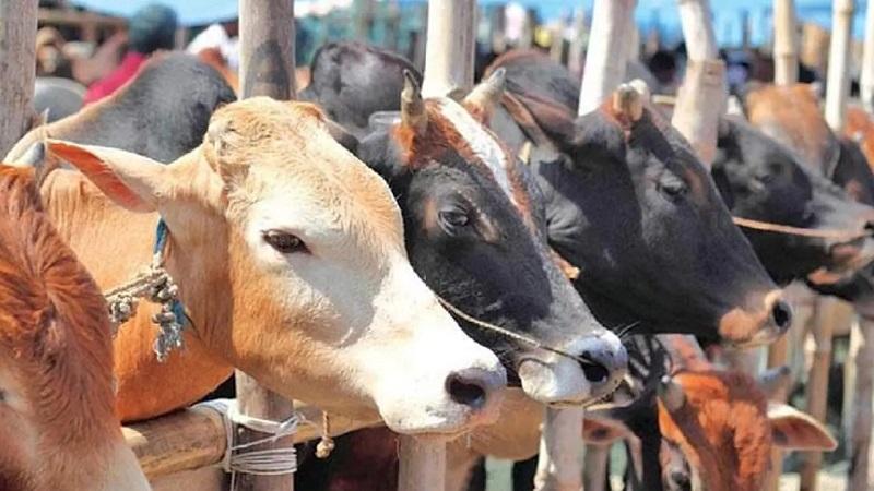 আফতাবনগরে পশুর হাট বসানোয় হাইকোর্টের নিষেধাজ্ঞা