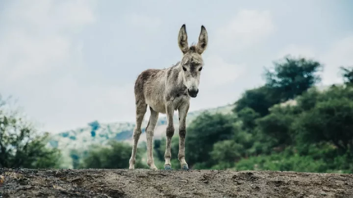 গালি কিংবা উপহার—দিনটা আজ গাধার