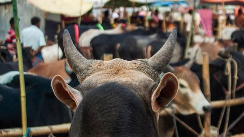 এবার ঢাকায় ২২ স্থানে বসবে কোরবানির পশুর হাট