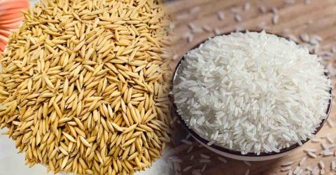 সাড়ে সাত হাজার কোটি টাকার ধান-চাল কিনবে সরকার