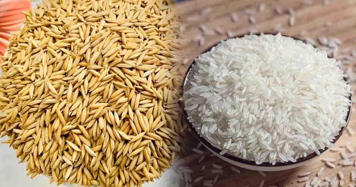 সাড়ে সাত হাজার কোটি টাকার ধান-চাল কিনবে সরকার