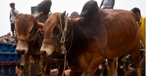 কোরবানির জন্য চট্টগ্রামে প্রস্তুত হচ্ছে ৭ লাখ পশু