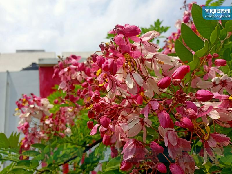 বর্ণিল পুষ্পে রঙিন কুবি ক্যাম্পাস