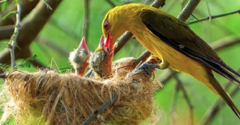 রিজিক কী?