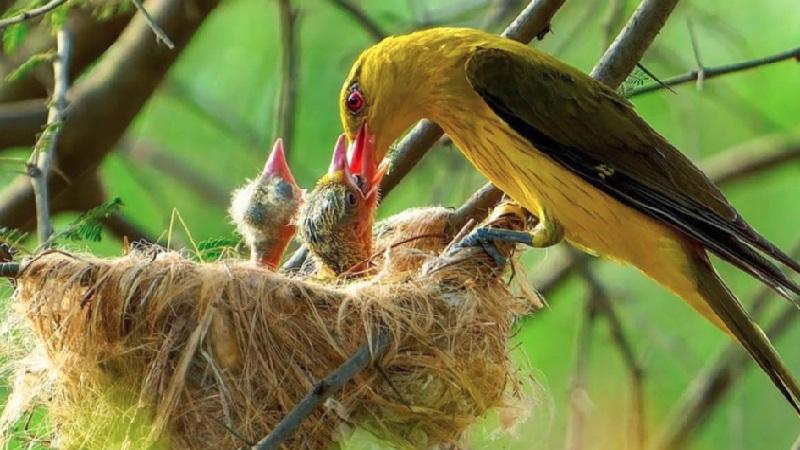 রিজিক কী?