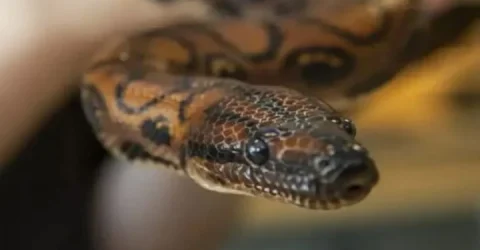 এক মাসে ৫ বার সাপের কামড় খেয়েও বেঁচে আছেন তিনি!