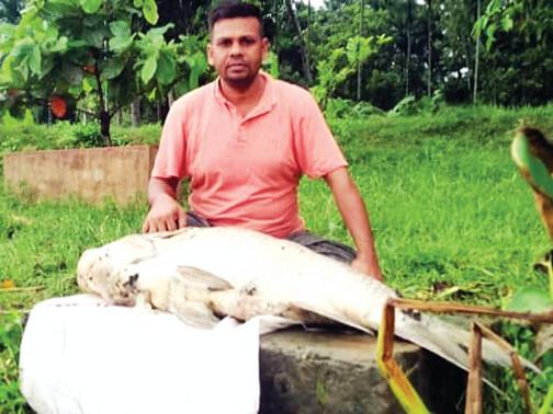 এবার মিলল ১৯ কেজির মৃত মা কাতলা