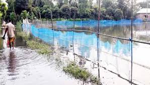 ফুলগাজী-পরশুরামে বন্যা, মৎস্যখাতে কোটি টাকার ক্ষয়ক্ষতি