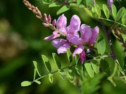 মূত্রাশয়ের সমস্যায় উপকারী নীল গাছ