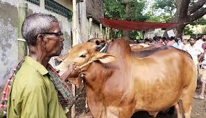 সারাবছর গরু পুষে লাভ শূন্য, হতাশ খামারিরা