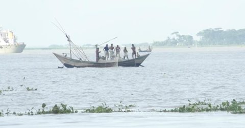 মেঘনা-তেঁতুলিয়ায় ইলিশের জন্য হাহাকার