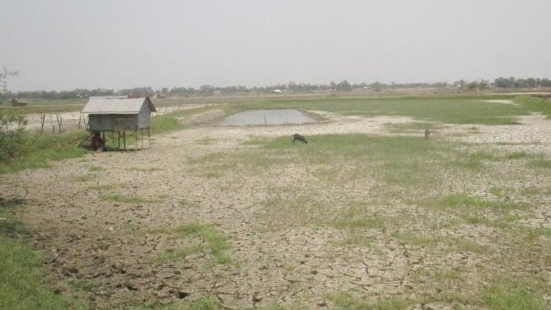খুলনায় চিংড়ি চাষ কমেছে ৪ হাজার হেক্টর জমিতে