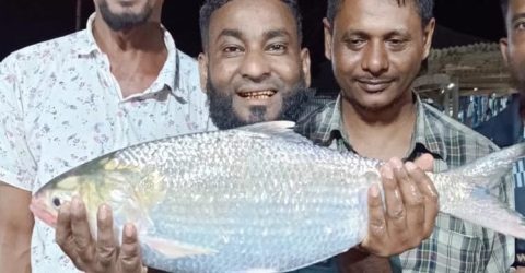 মেঘনার এক ইলিশ বিক্রি হলো ৮৭০০ টাকায়