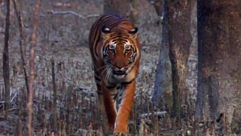 সুন্দরবনে বাঘের সংখ্যা বেড়েছে