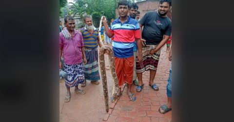শ্রেণিকক্ষ থেকে অজগর সাপ উদ্ধার, শিক্ষার্থীদের মাঝে আতঙ্ক