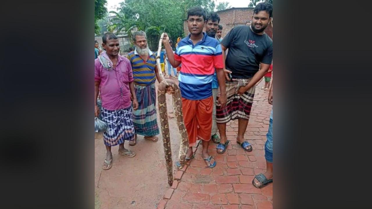 শ্রেণিকক্ষ থেকে অজগর সাপ উদ্ধার, শিক্ষার্থীদের মাঝে আতঙ্ক