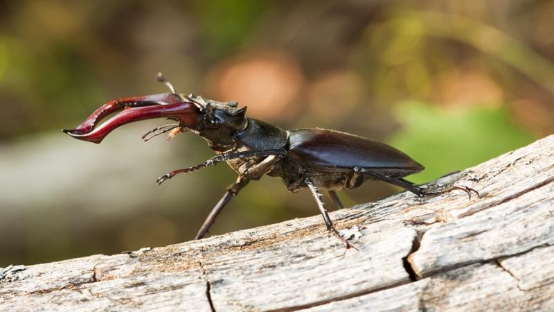 পচা কাঠের পোকা, দাম ৭৫ লাখ! জানেন কেন?