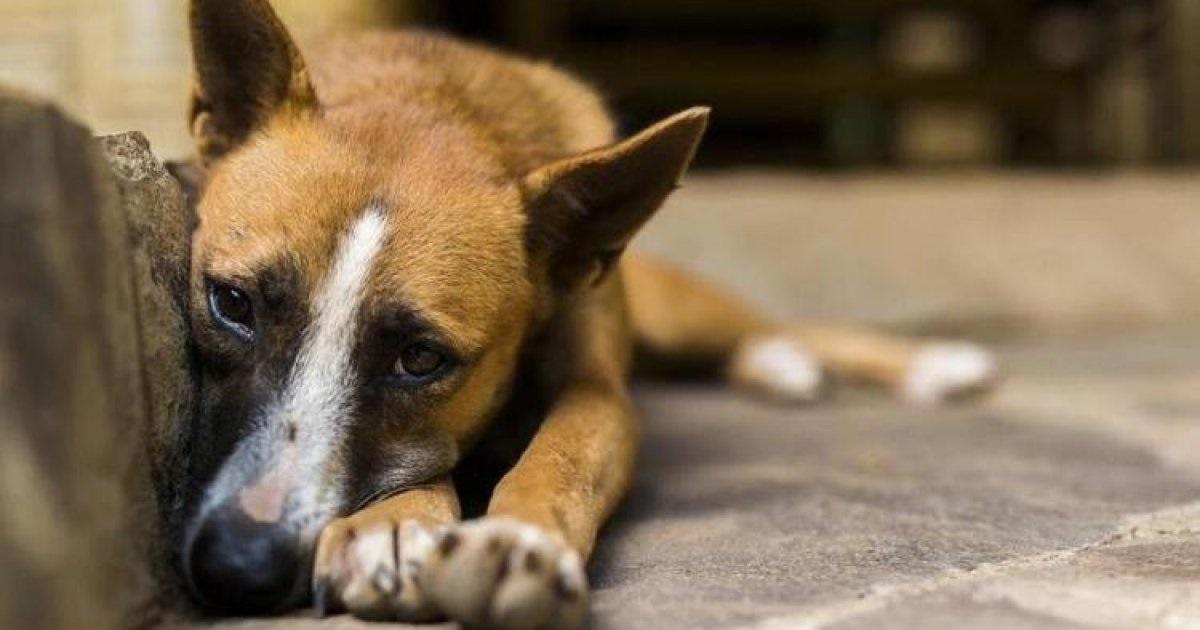 ৬০টি কুকুরকে ধর্ষণ করে হত্যা, ২৪৯ বছর জেল প্রাণী বিজ্ঞানীর