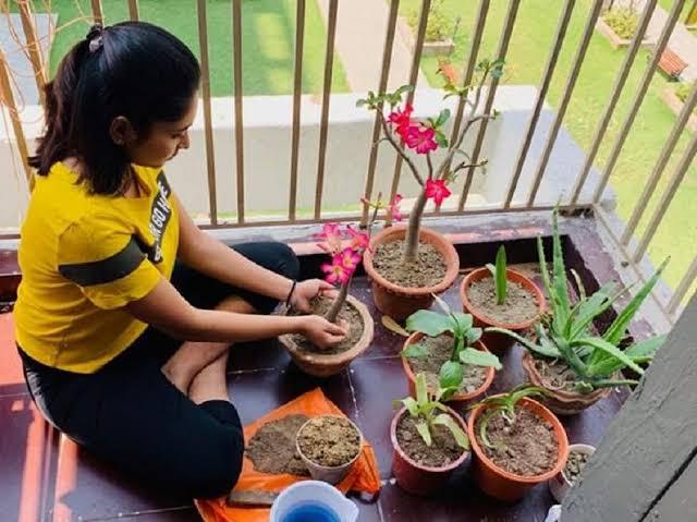 শীতে ফুলগাছের জন্য টব যেভাবে তৈরি করবেন