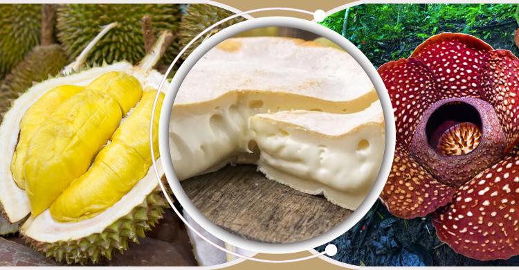 সবচেয়ে দুর্গন্ধময় যেসব জিনিস স্থান পেয়েছে গিনেস রেকর্ডে