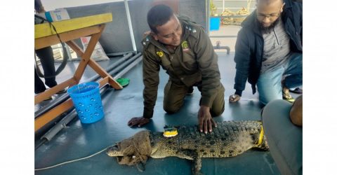 কুমিরের পিঠে স্যাটেলাইট ট্রান্সমিটার বসিয়ে ছাড়া হলো সুন্দরবনে
