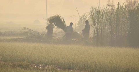 পঞ্চগড়ে তাপমাত্রা বাড়লেও ঘন কুয়াশায় আচ্ছন্ন আকাশ