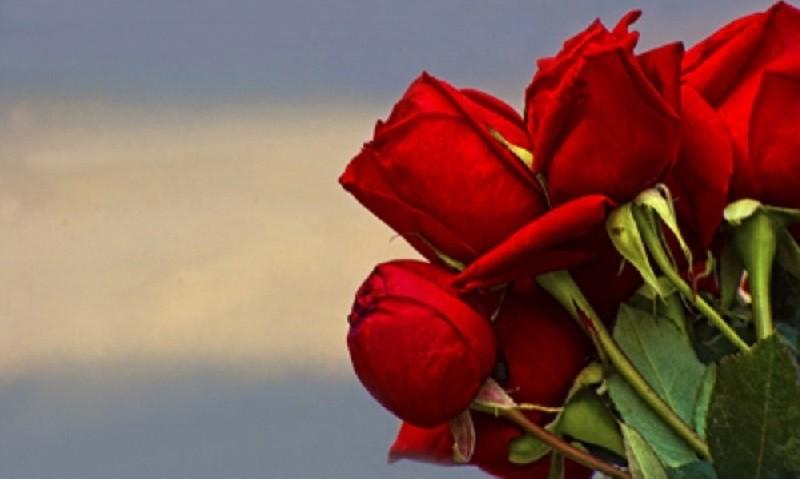 যে কারণে ভালোবাসার প্রতীক গোলাপ