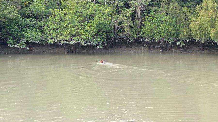 সুন্দরবনে সাঁতরে খাল পেরোলো বাঘ, ক্যামেরায় ধারণ করলেন পর্যটকরা