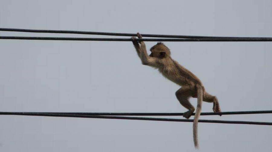 শ্রীলঙ্কার বিদ্যুৎ গ্রিডে বানর, দেশব্যাপী বিদ্যুৎ বিভ্রাট