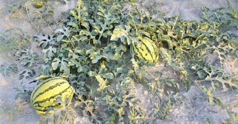 ভরাট হয়ে গেছে খাল, তরমুজ চাষে পানি সেচ নিয়ে শঙ্কা