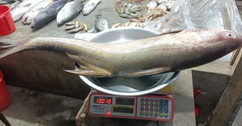 ১০ কেজির একটি লাক্ষা মাছ ১৭৫০০ টাকায় বিক্রি