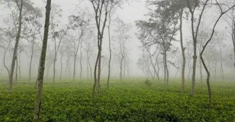 ‘চায়ের দেশে’ শীতের দাপট, সূর্য ওঠায় স্বস্তি