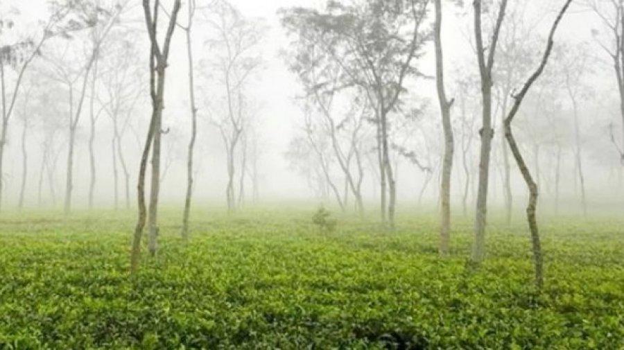 দেশের সর্বনিম্ন ৮.৫ ডিগ্রি তাপমাত্রায় কাঁপছে শ্রীমঙ্গল