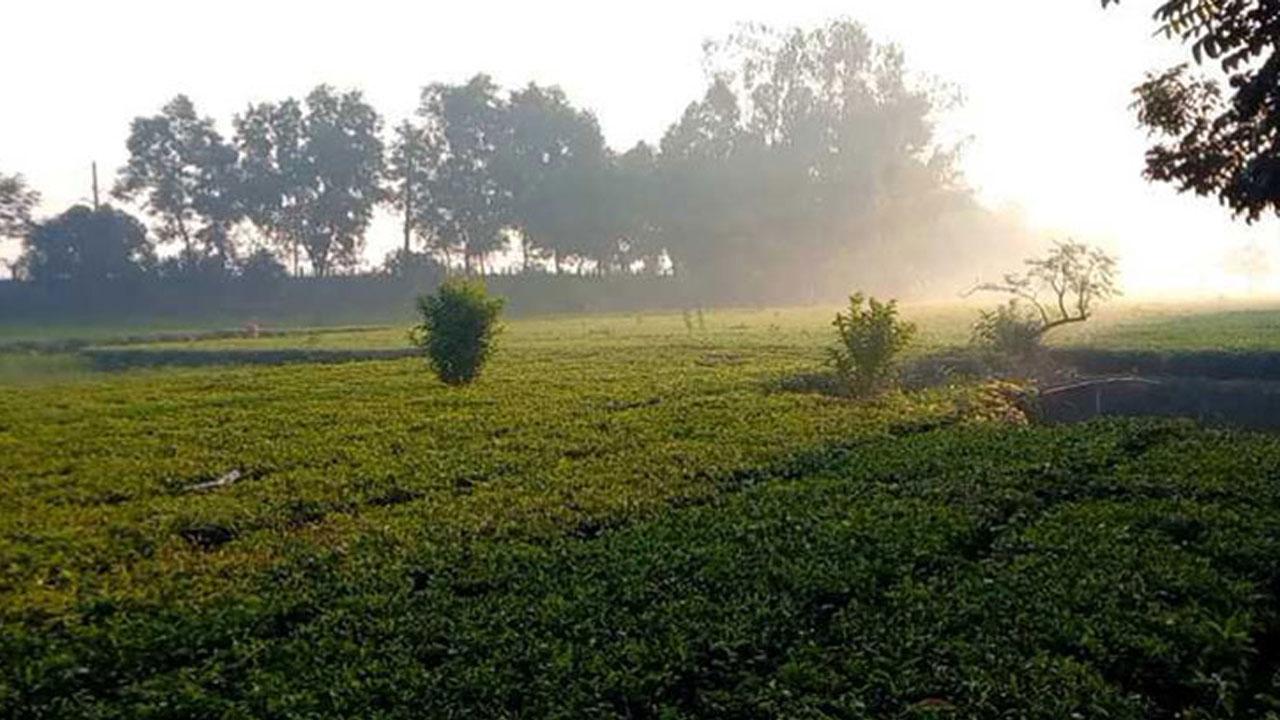 পঞ্চগড়ে দিনে ঝলমলে রোদ, রাতে বাড়ে শীতের তীব্রতা