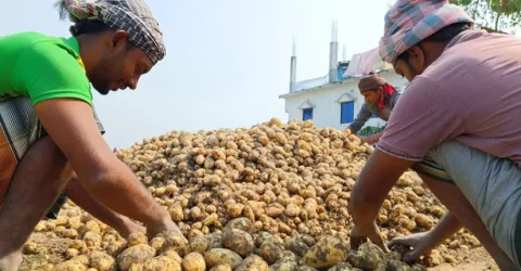৭০ শতাংশ আলু রাখার হিমাগার নেই