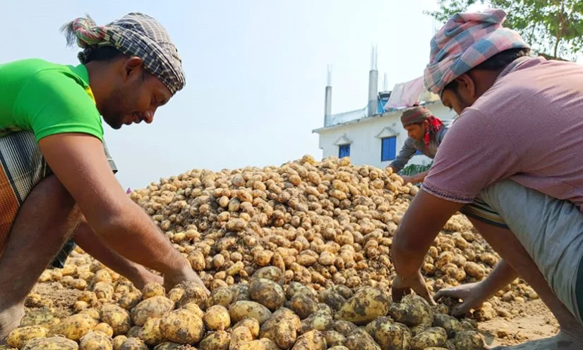 ৭০ শতাংশ আলু রাখার হিমাগার নেই