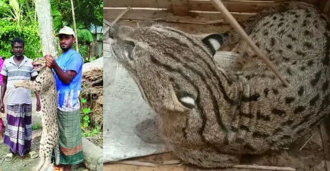 বিশ্ব বন্যপ্রাণী দিবস আজ বিলুপ্ত হচ্ছে মেছোবাঘ, গন্ধগোকুল