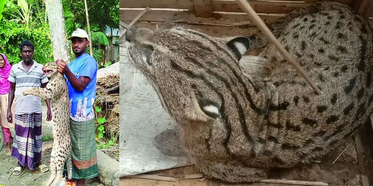 বিশ্ব বন্যপ্রাণী দিবস আজ বিলুপ্ত হচ্ছে মেছোবাঘ, গন্ধগোকুল