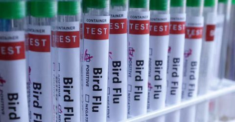 ব্রিটেনে প্রথমবারের মতো ভেড়ার দেহে বার্ড ফ্লু ভাইরাস শনাক্ত