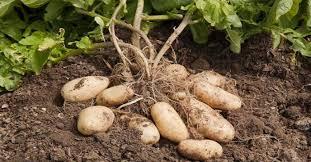 ‘ব্যবসায়ীদের দখলে’ হিমাগার, ভাড়া কমলেও কমেনি ভোগান্তি