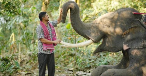 হাতি পুষছেন নিলয়