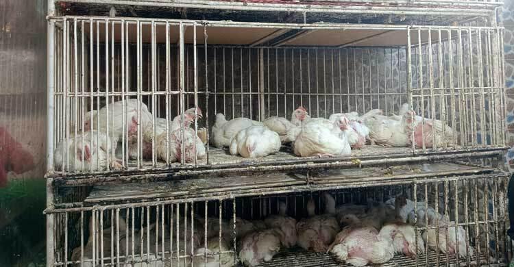 ঈদের আগে মুরগির দাম কেজিতে বাড়লো ৫০ টাকা